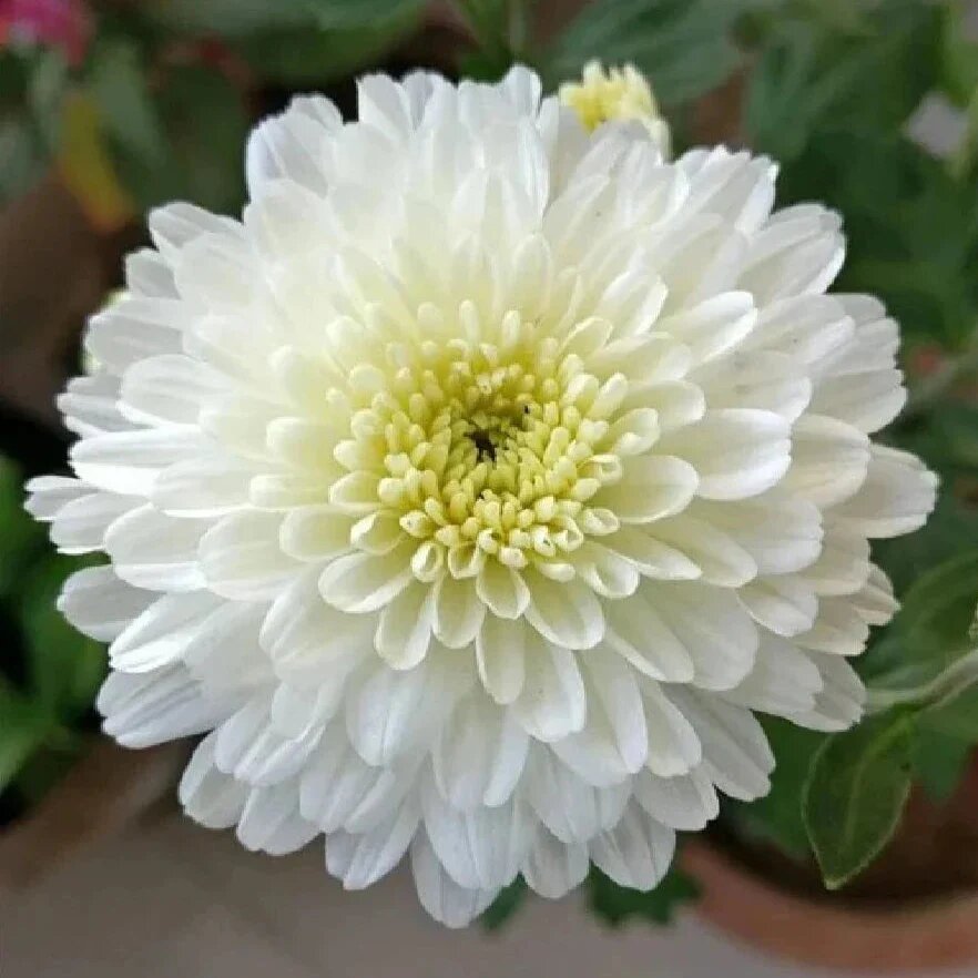 Semillas de Crisantemo Blanco para Sembrar – Semillas Heirloom No Modificadas Genéticamente de Alta Germinación