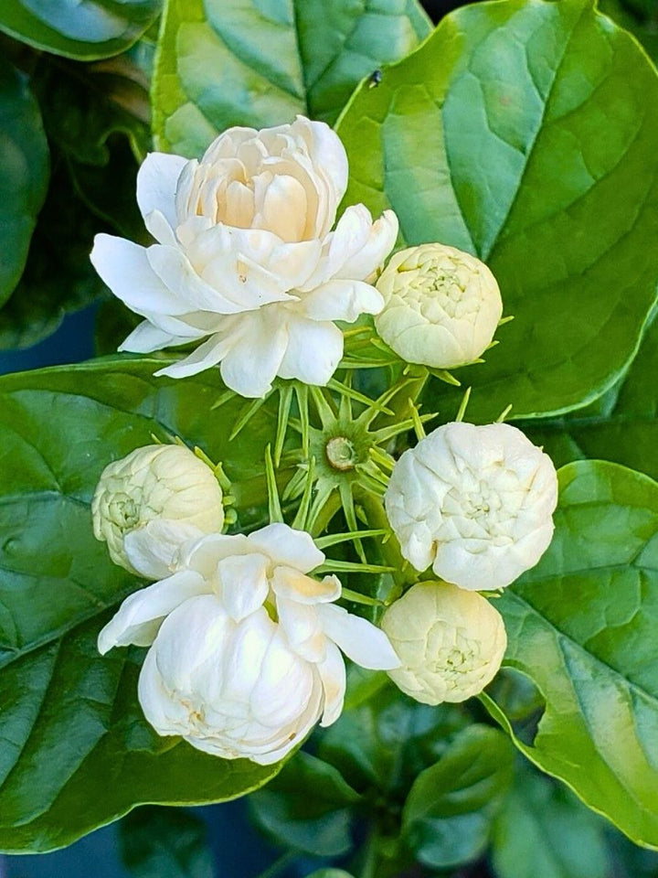 Samen von weißem arabischem Jasmin – Alte Sorte, gentechnikfrei, hohe Keimrate