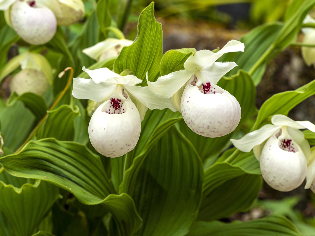 Semillas de orquídea zapatilla de dama blancas – Herencia, sin OGM, semillas de alta germinación