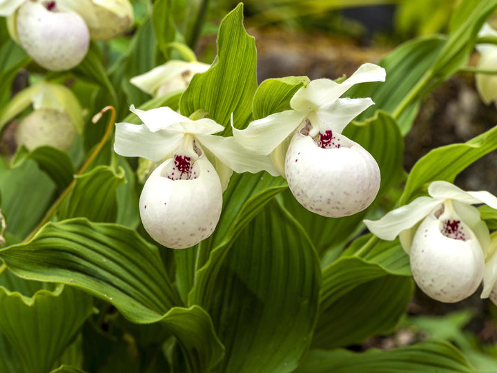 Semillas de orquídea zapatilla de dama blancas – Herencia, sin OGM, semillas de alta germinación