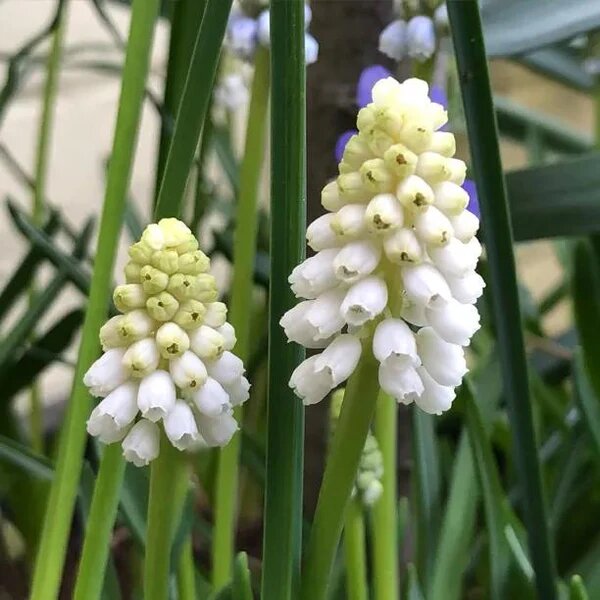 White Hyacinthus Flower Seeds – Heirloom, Non-GMO, High Germination Seeds