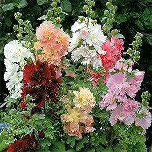 white malve flower seeds