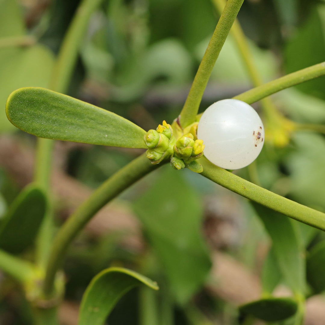 White Mistletoe herb seeds