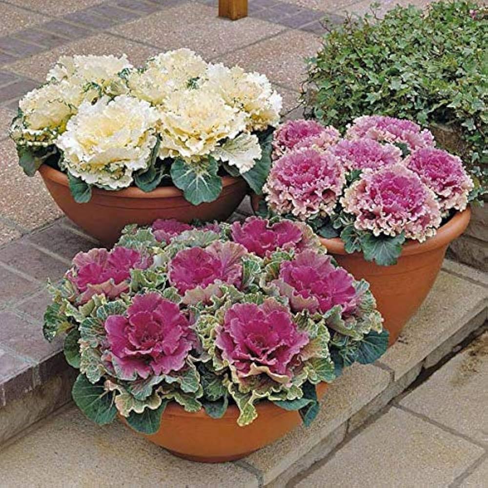 white ornamental flower seeds