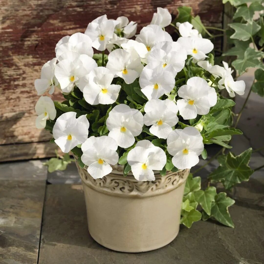 Semillas de Pensamiento Blanco – Variedad Antigua, No Transgénicas, Alta Germinación, Semillas Orgánicas para Jardín