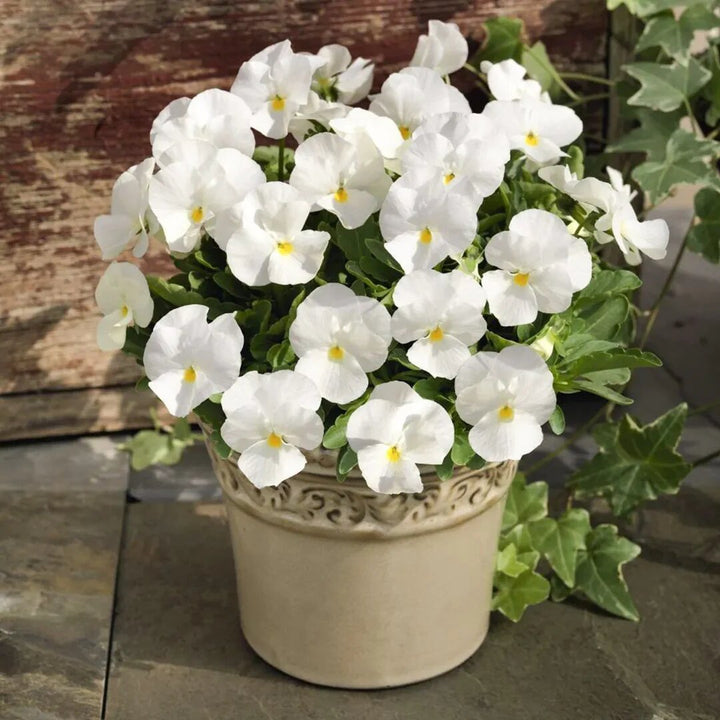 Semillas de Pensamiento Blanco – Variedad Antigua, No Transgénicas, Alta Germinación, Semillas Orgánicas para Jardín
