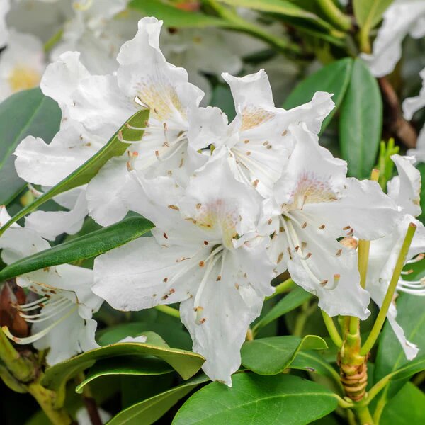 Giant Rhododendron White Flower Seeds – Heirloom Non-GMO High Germination Seeds