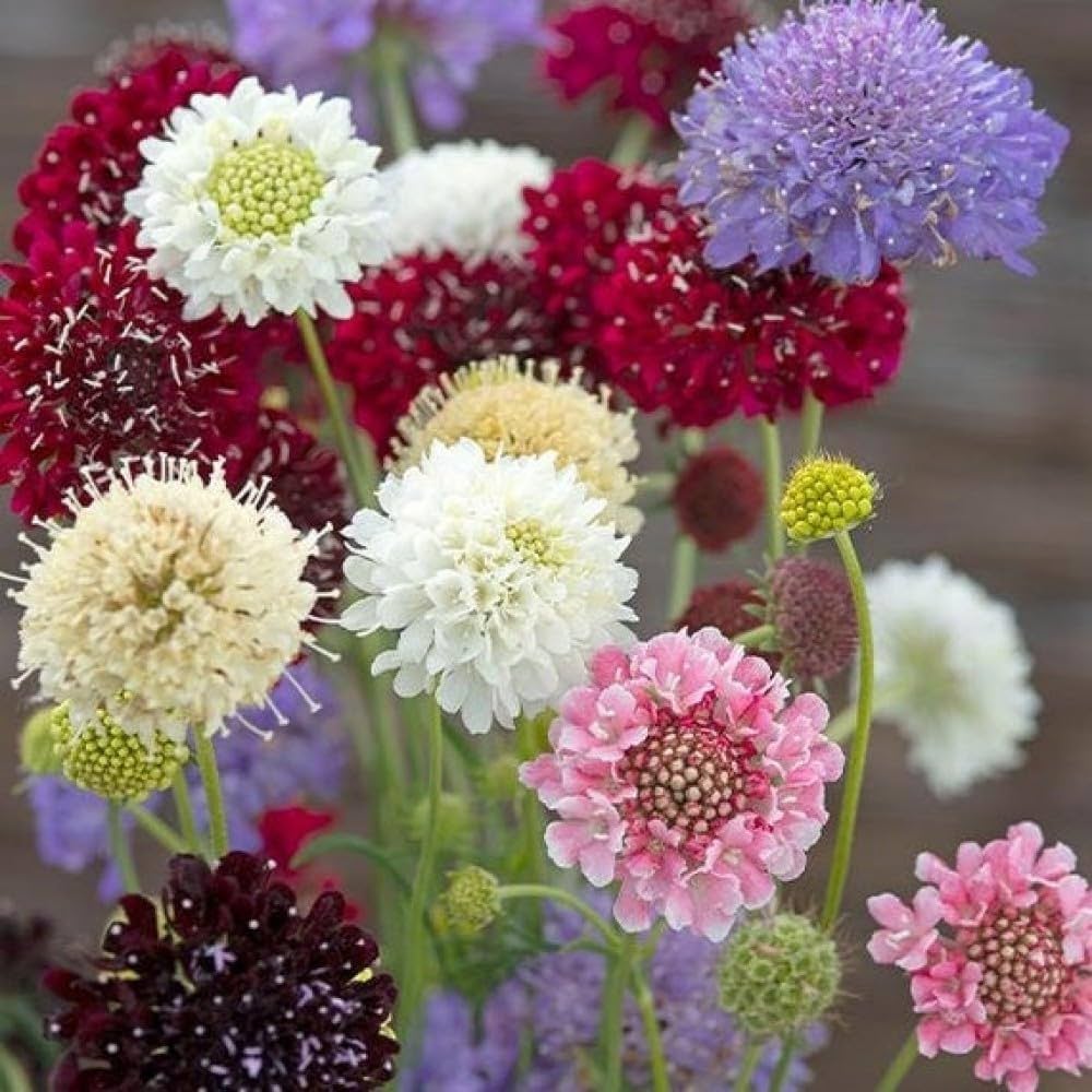 white scabiosa flower seeds
