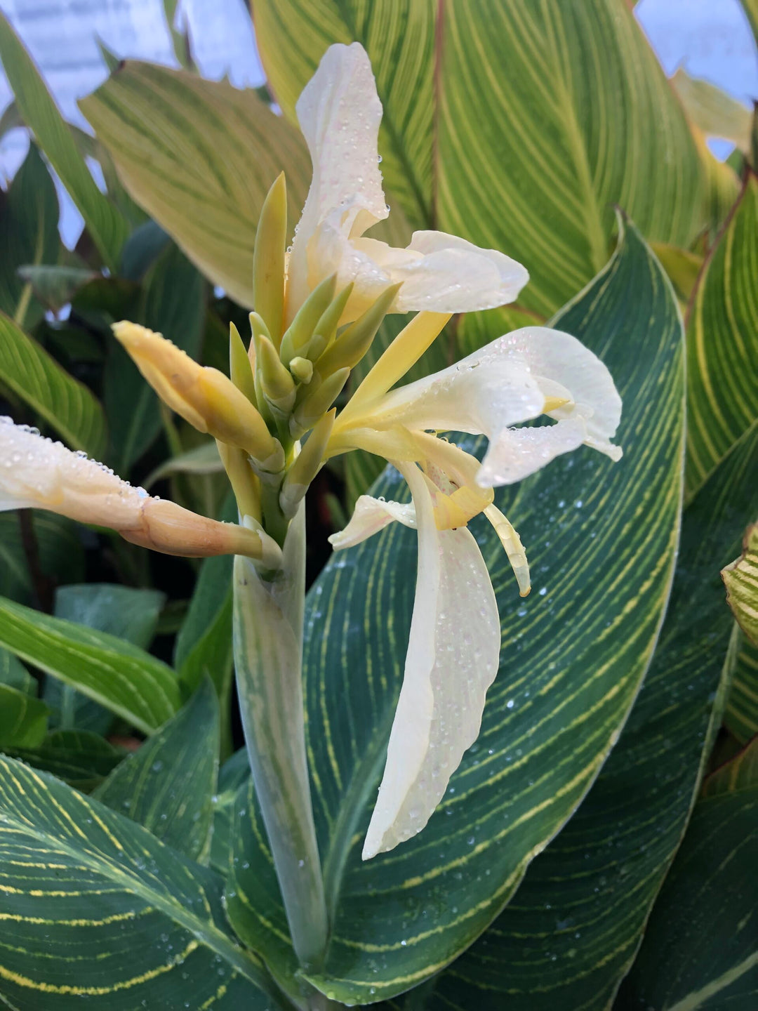 White Canna Lily Flower Seeds – Heirloom, Non-GMO, High Germination Seeds for Planting
