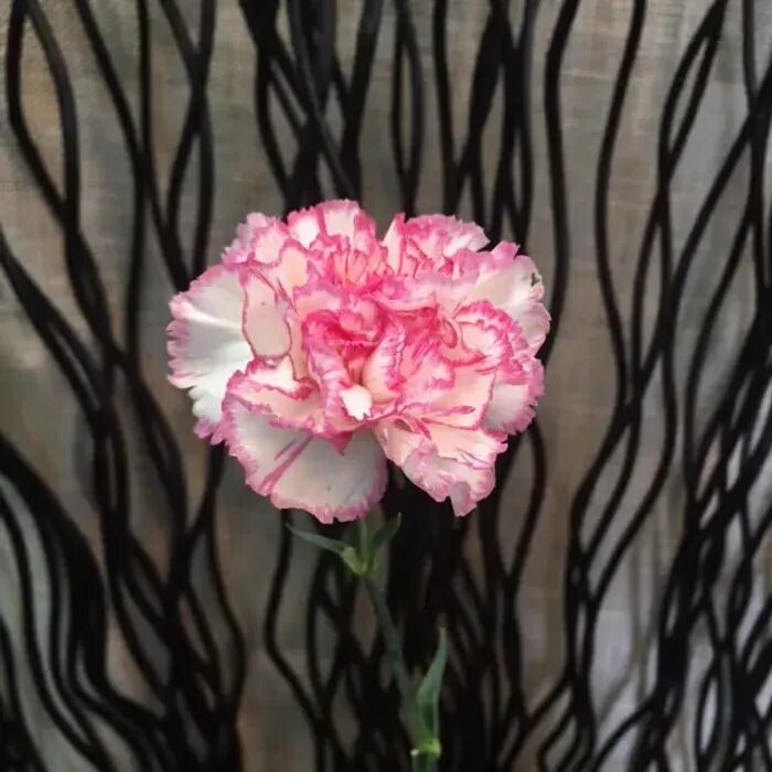 Semillas de Clavel Rosa y Blanco – Variedad Tradicional, No Modificadas Genéticamente, Semillas de Alta Germinación