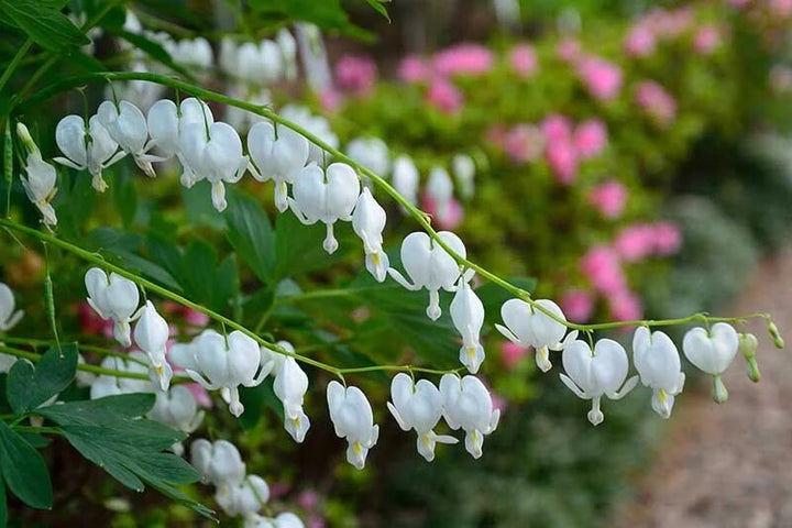 White Bleeding Heart Flower Seeds for Planting – Heirloom Non-GMO Organic Seeds