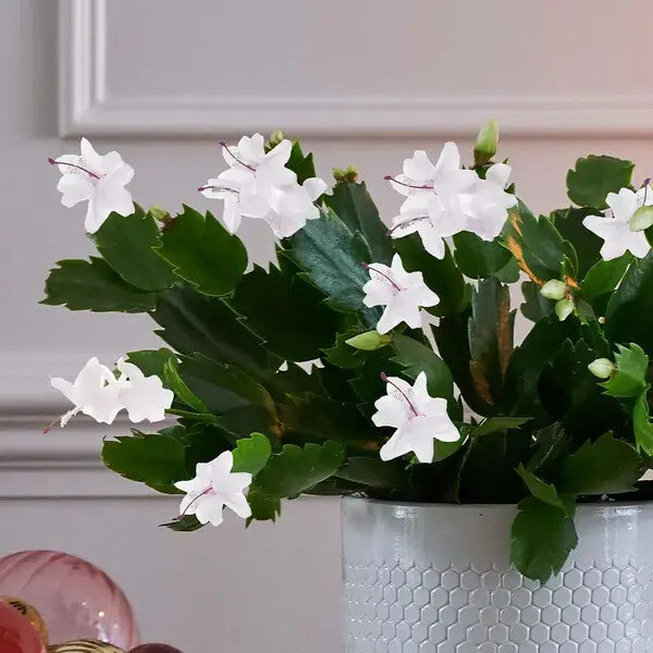White Pink Schlumbergera Flower Seeds Heirloom Non-GMO High Germination Organic Garden Seeds for Planting
