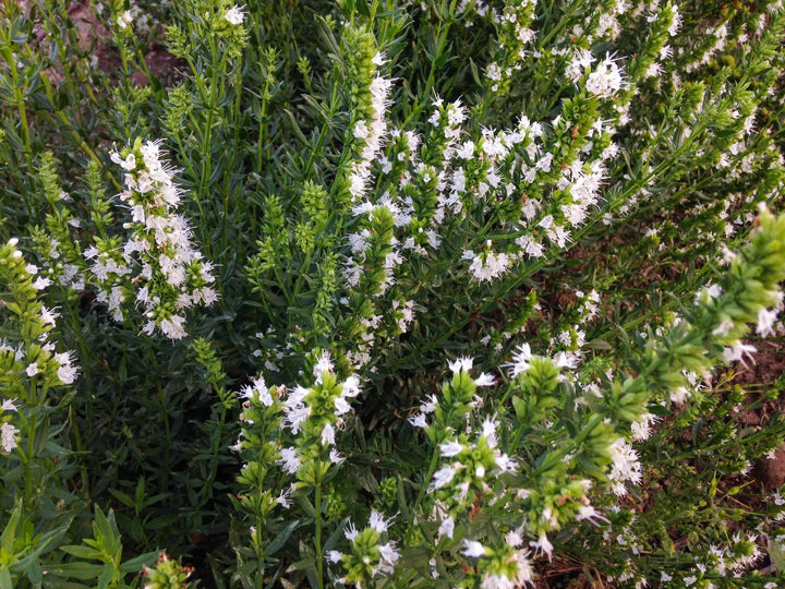 Hyssop Flower Seeds White – Heirloom, Non-GMO, High Germination Seeds