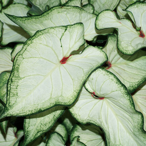 White Caladium Flower Seeds – Heirloom, Non-GMO, High Germination Seeds for Planting, Organic Garden Seeds