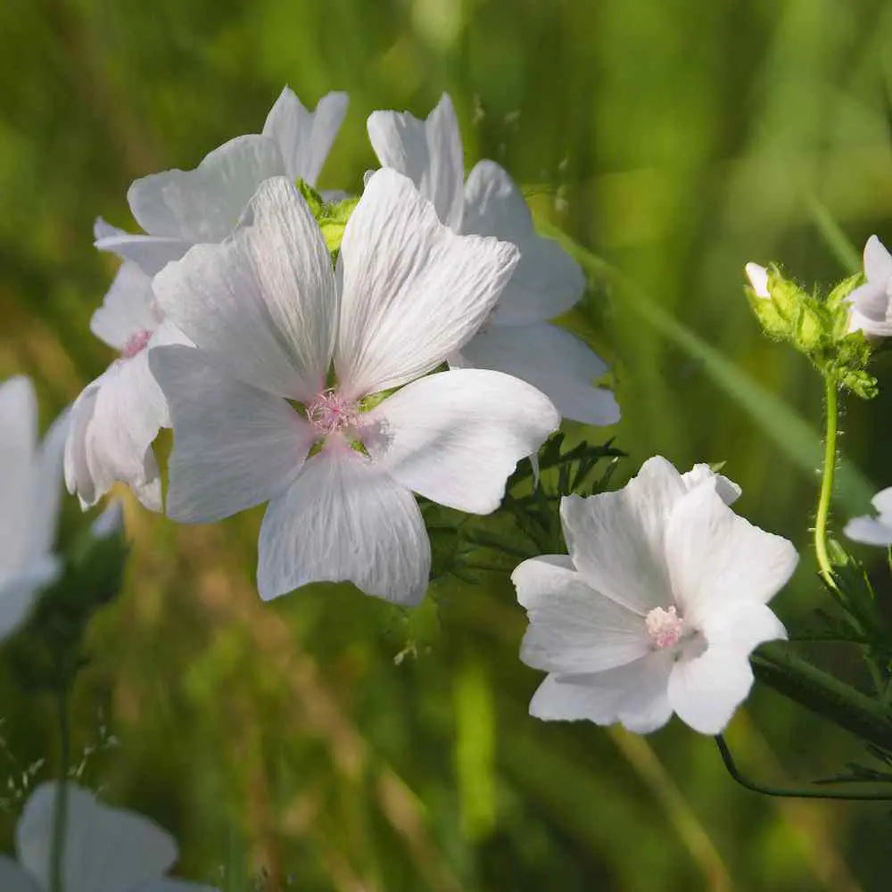 white pink flower seeds