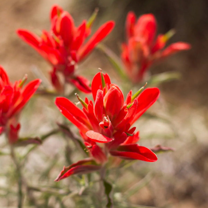 Castilleja Flower Seeds Red – Heirloom, Non-GMO, High Germination Organic Seeds