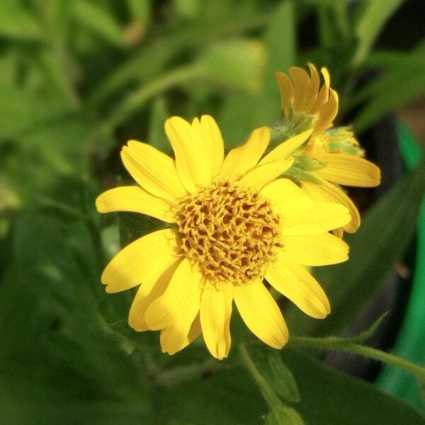 Arnica Chamissonis Flower Seeds Yellow for Planting – Heirloom Non-GMO High Germination Seeds