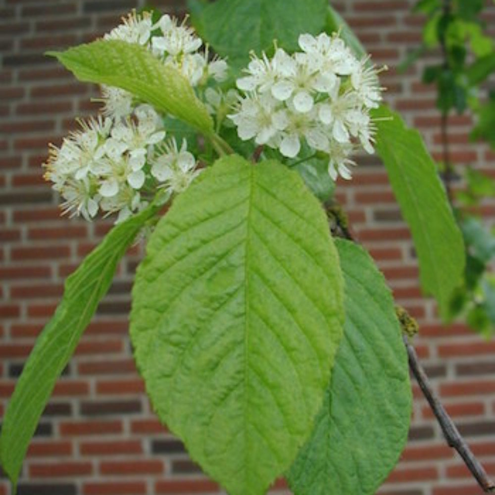 amur chokecherry flower seeds