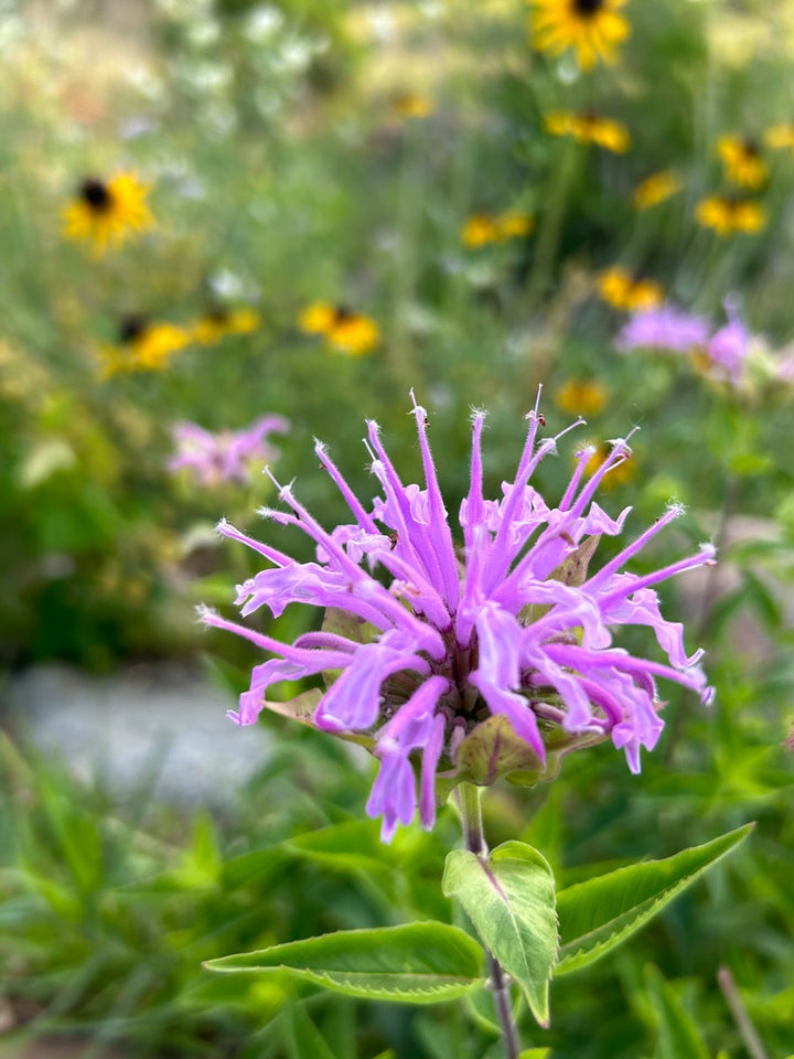 Bergamot Flower Seeds for Planting – Heirloom Non-GMO High Germination Organic Garden Seeds