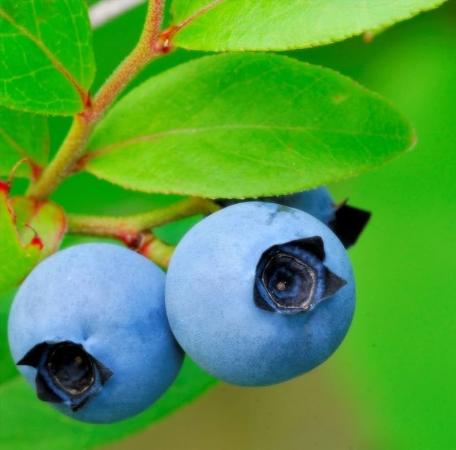 wild blueberry flower seeds