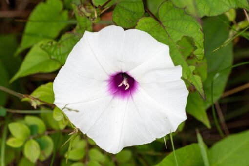 morningglorywildopenpollinatedheirloomnongmohighgerminationorganicgarden flower seeds