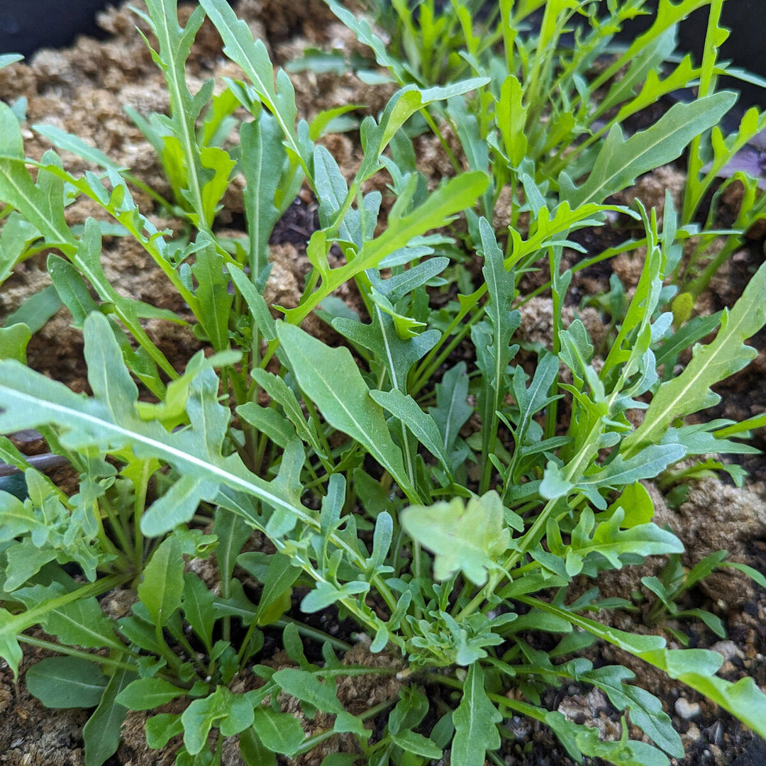 Wild Rocket herb seeds