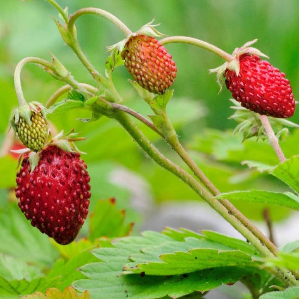 wild strawberry flower seeds