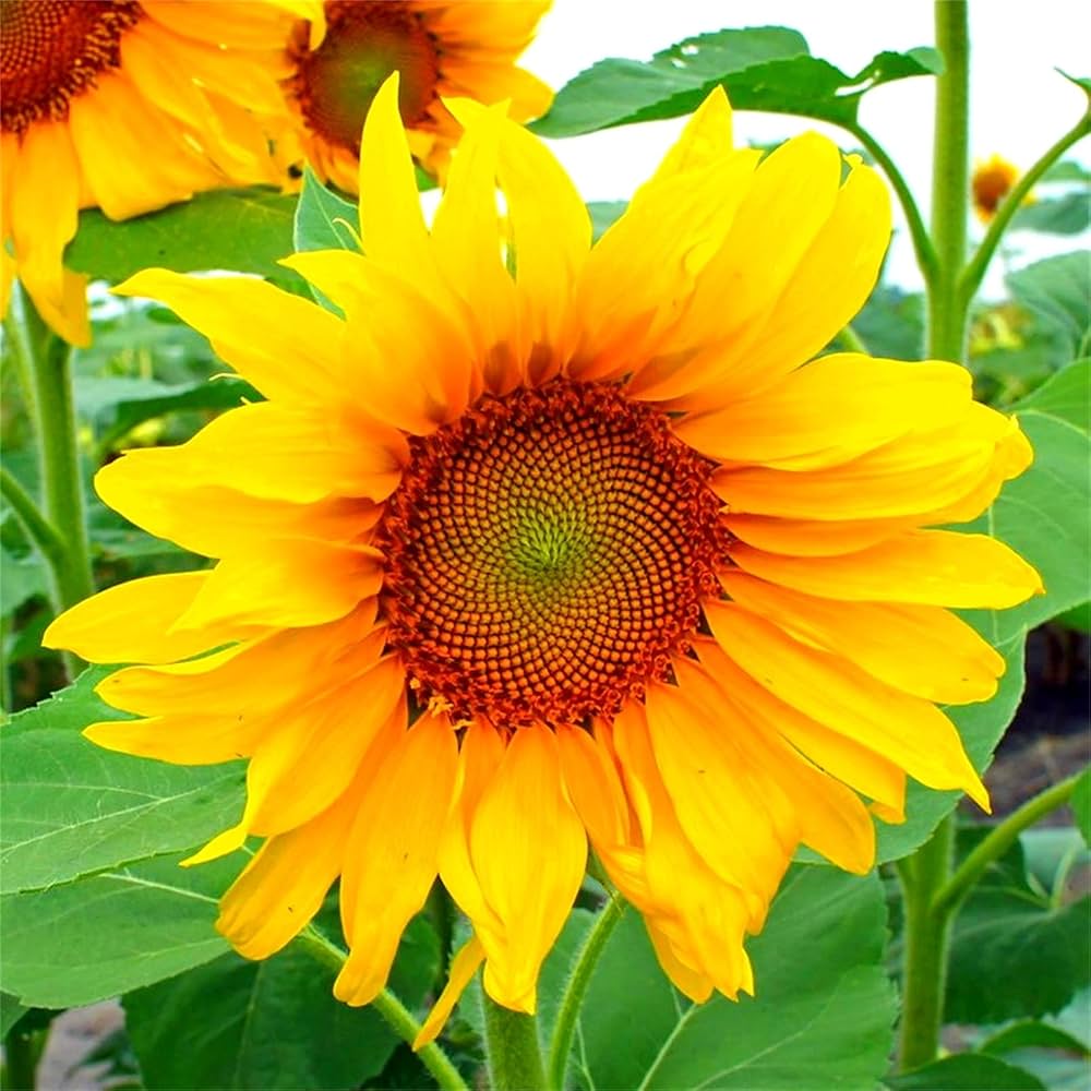 wild sunflower flower seeds