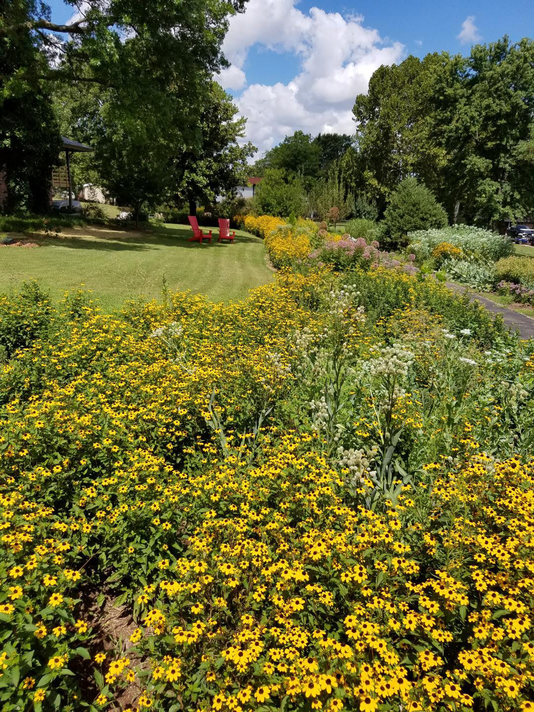 wildflower oklahoma flower seeds