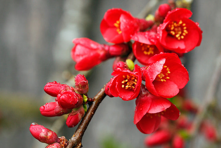 Red Chimonanthus Flower Seeds – Heirloom, Non-GMO, High Germination Organic Seeds