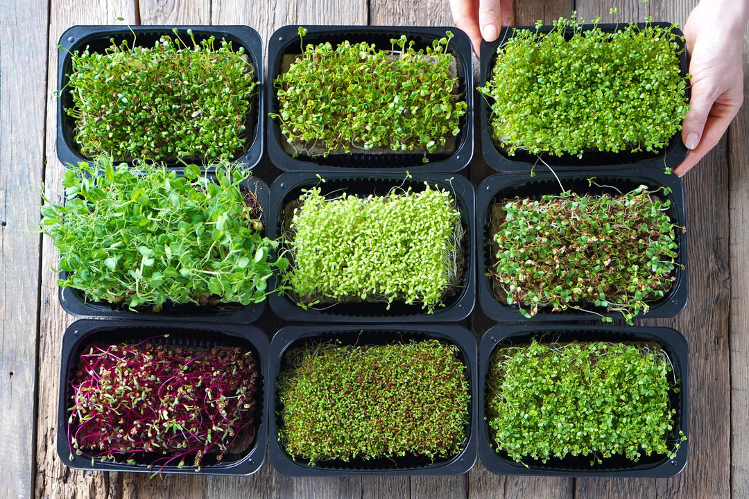 Basil Mix herb seeds