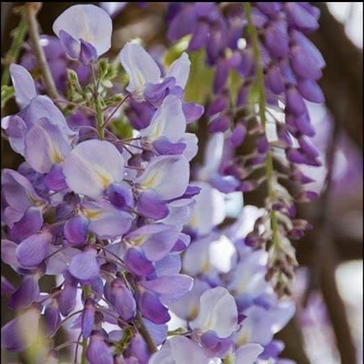 purple yellow flower seeds