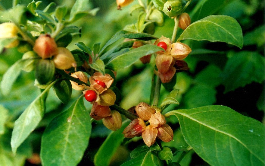 Ashwagandha Seeds – Heirloom, Non-GMO, High Germination, Organic Garden Seeds