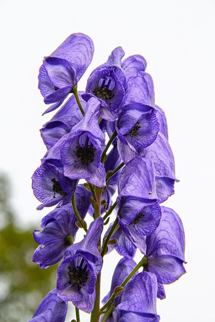 Aconitum Flower Seeds for Planting – Heirloom Non-GMO High Germination Organic Garden Seeds