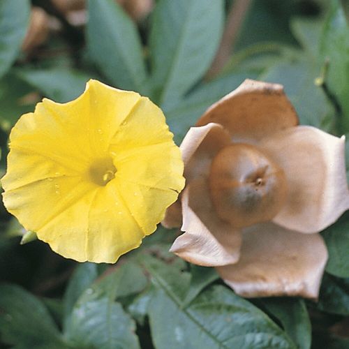 merremiatuberosawoodrosevineopenpollinatedheirloomnongmohighgerminationorganicgarden flower seeds