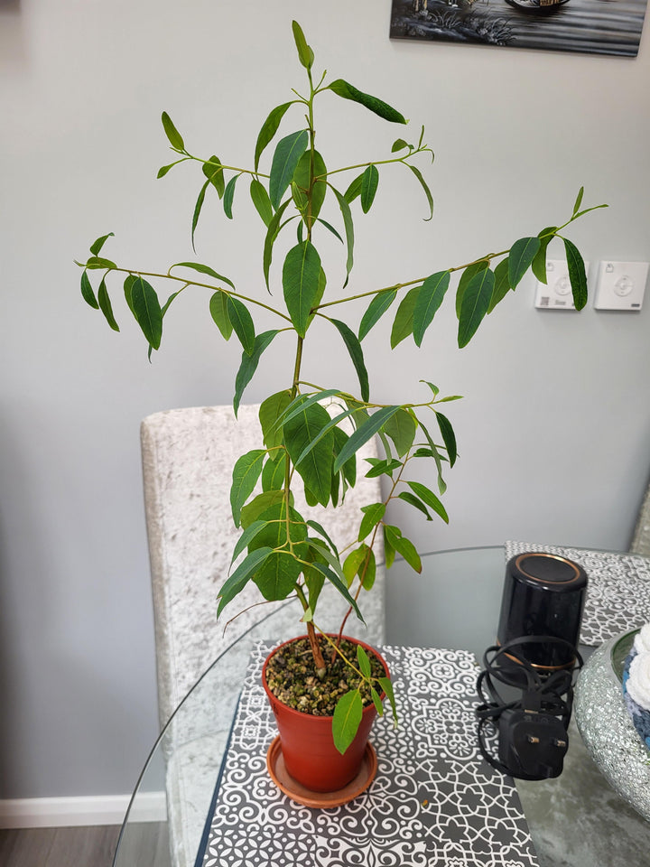 Green Eucalyptus Nitens Tree Seeds for Planting | Heirloom, Non-GMO, High Germination Seeds