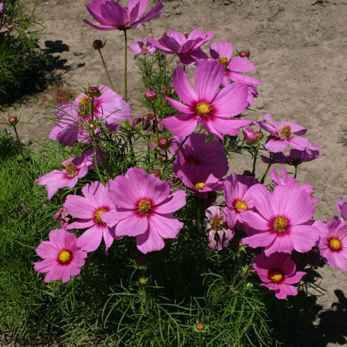 Pink Cosmos Flower Seeds for Planting – Heirloom Non-GMO High Germination Seeds