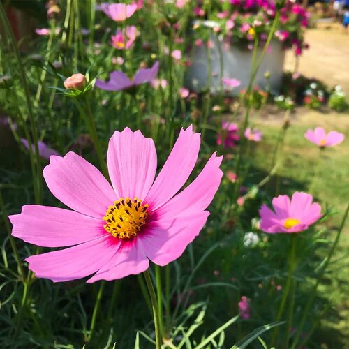 Pink Coreopsis Flower Seeds for Planting – Heirloom Non-GMO High Germination Seeds