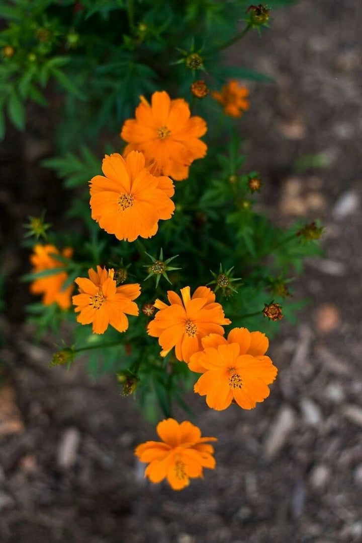 Cosmos Flower Seeds Orange for Planting – Heirloom Non-GMO High Germination Seeds