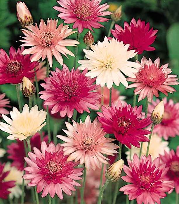 Mixed Xeranthemum Flower Seeds – Heirloom, Non-GMO, High Germination Seeds