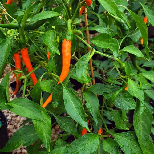 Chilli Orange Thai Pepper Hybrid F1 Seeds for planting in home garden, high germination garden seeds, non-GMO pepper plants growing naturally