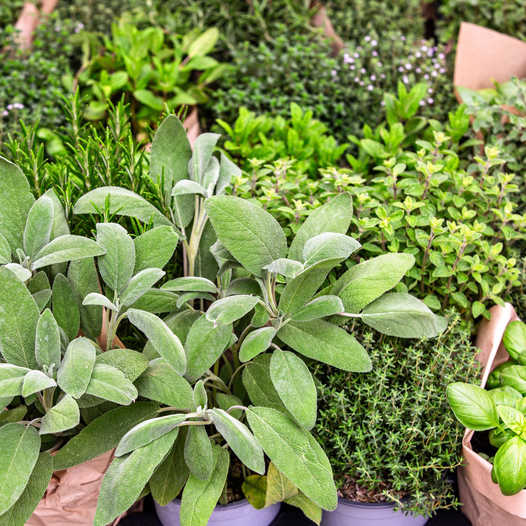 Green Eucalyptus herb seeds