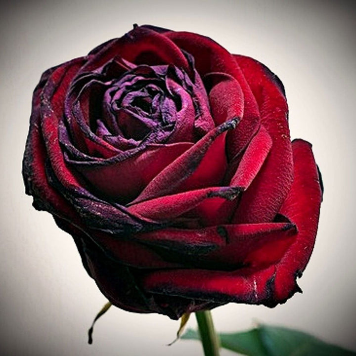 Black Red Rose Flower Seeds for Planting – Heirloom Non-GMO High Germination Seeds