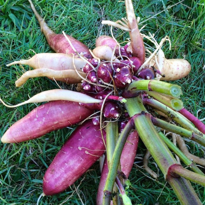 Yacon Seeds (Smallanthus sonchifolius) Seeds for Planting – Heirloom Non-GMO Organic Garden Seeds for Planting High Germination