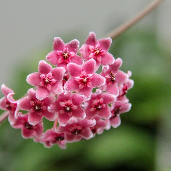 Hoya Flower Seeds Pink – Seeds for Planting, Heirloom, Non-GMO, High Germination Organic Garden Seeds