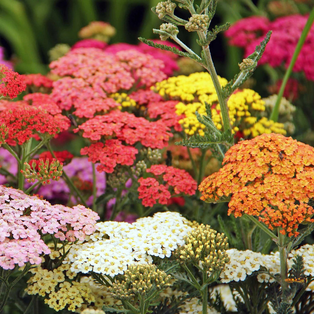 Mixed Yarrow Flower Seeds – Heirloom, Non-GMO, High Germination Seeds