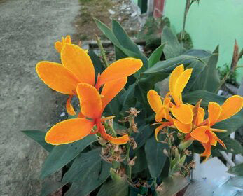 Orange Canna Edulis Flower Seeds – Heirloom, Non-GMO, High Germination Seeds