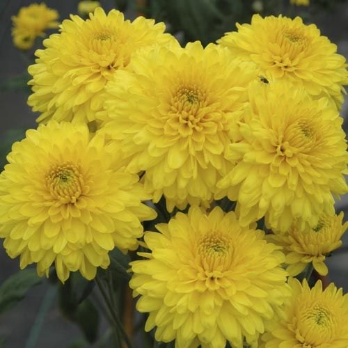 Yellow Chrysanthemum Flower Seeds for Planting – Heirloom Non-GMO High Germination