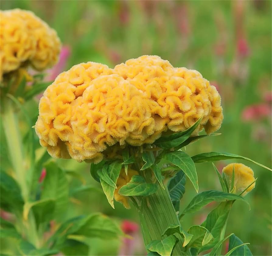 yellow cockscomb flower seeds