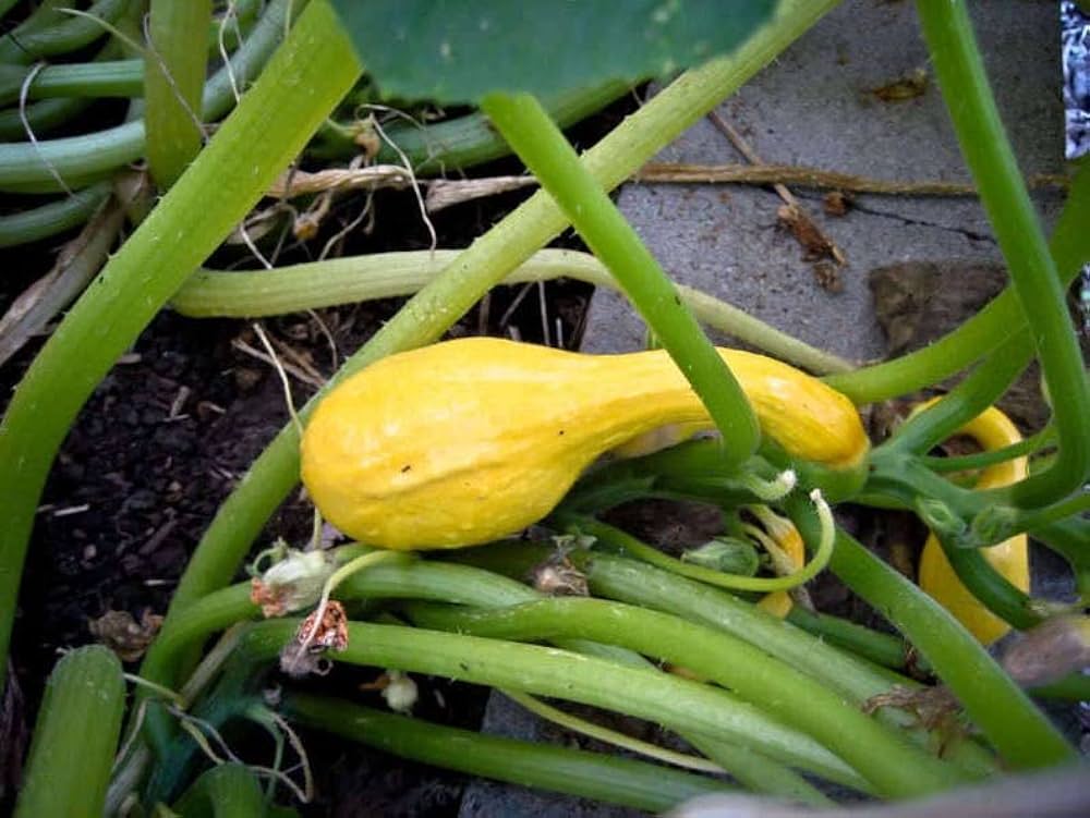 yellow crookneck flower seeds